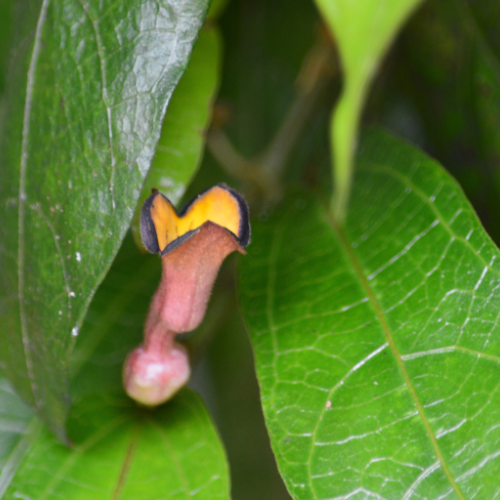 Richmond birdwing vine flower - Lynelle Andrews.png