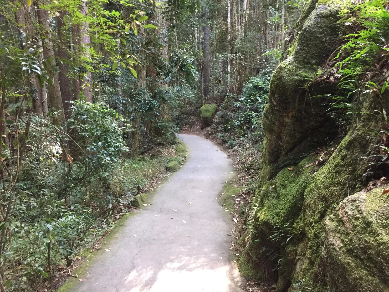 Kondalilla National Park Rock Pools Walk