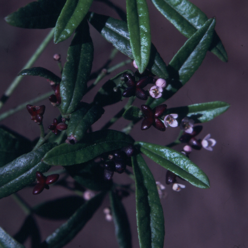 Sandfly Bush Zieria smithii square - Glenn Leiper.png