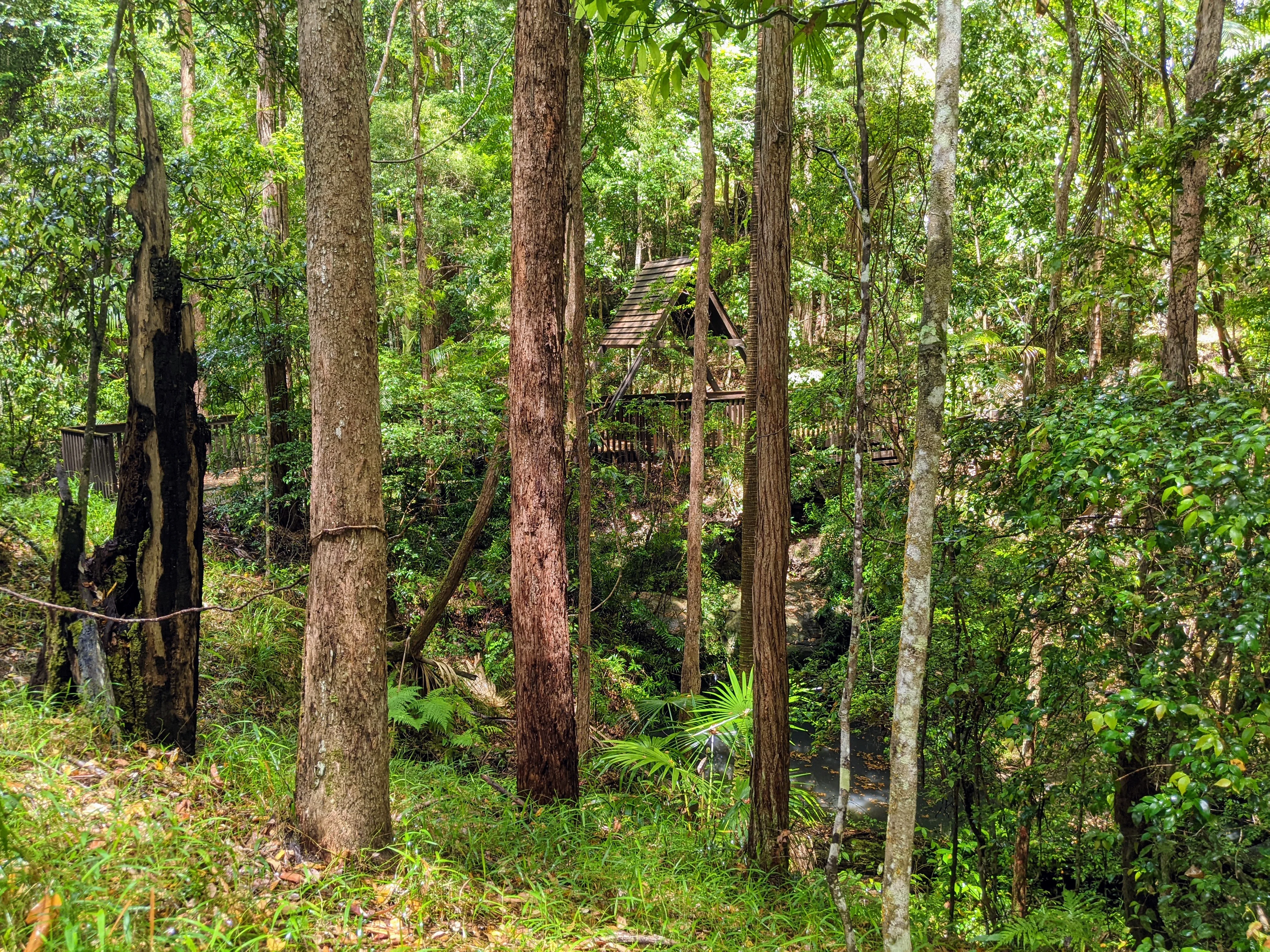 Maroochy Bushland Botanic Garden, Lagoon Walk 