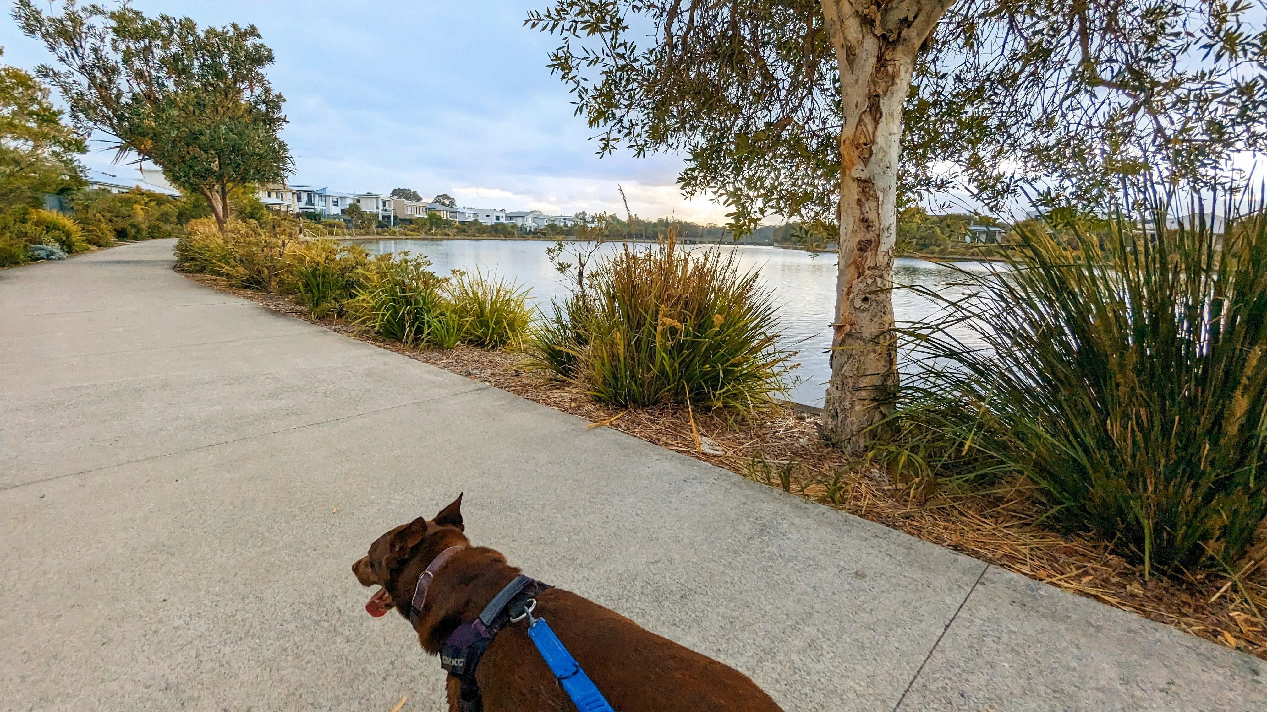 Brightwater ‘Loop the Lake’ walk