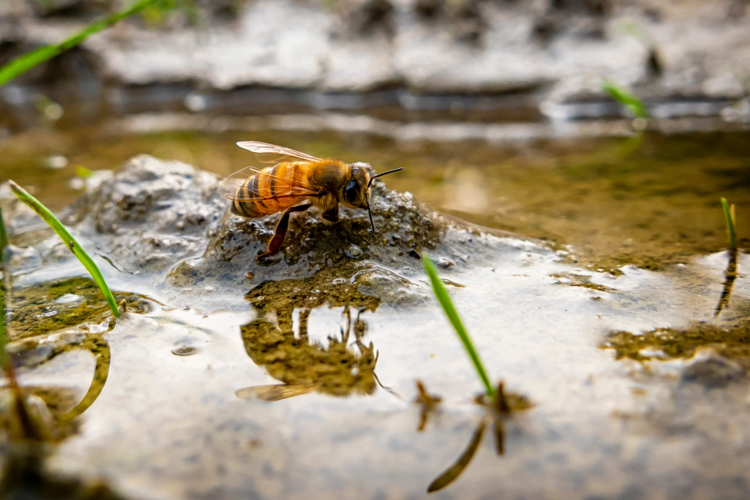 A bee bath