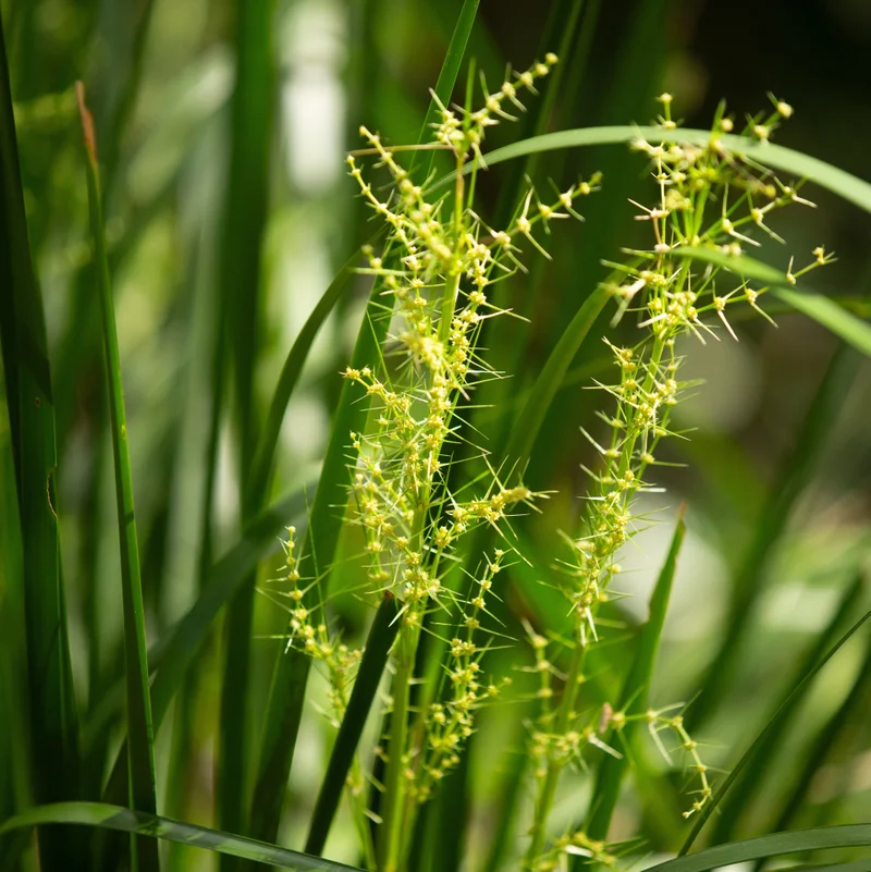 Lomandra - square - Ben Lockens.jpg