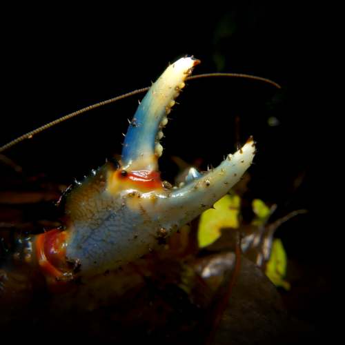 Mountain freshwater crayfish