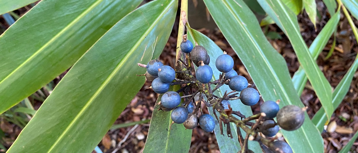 Native ginger