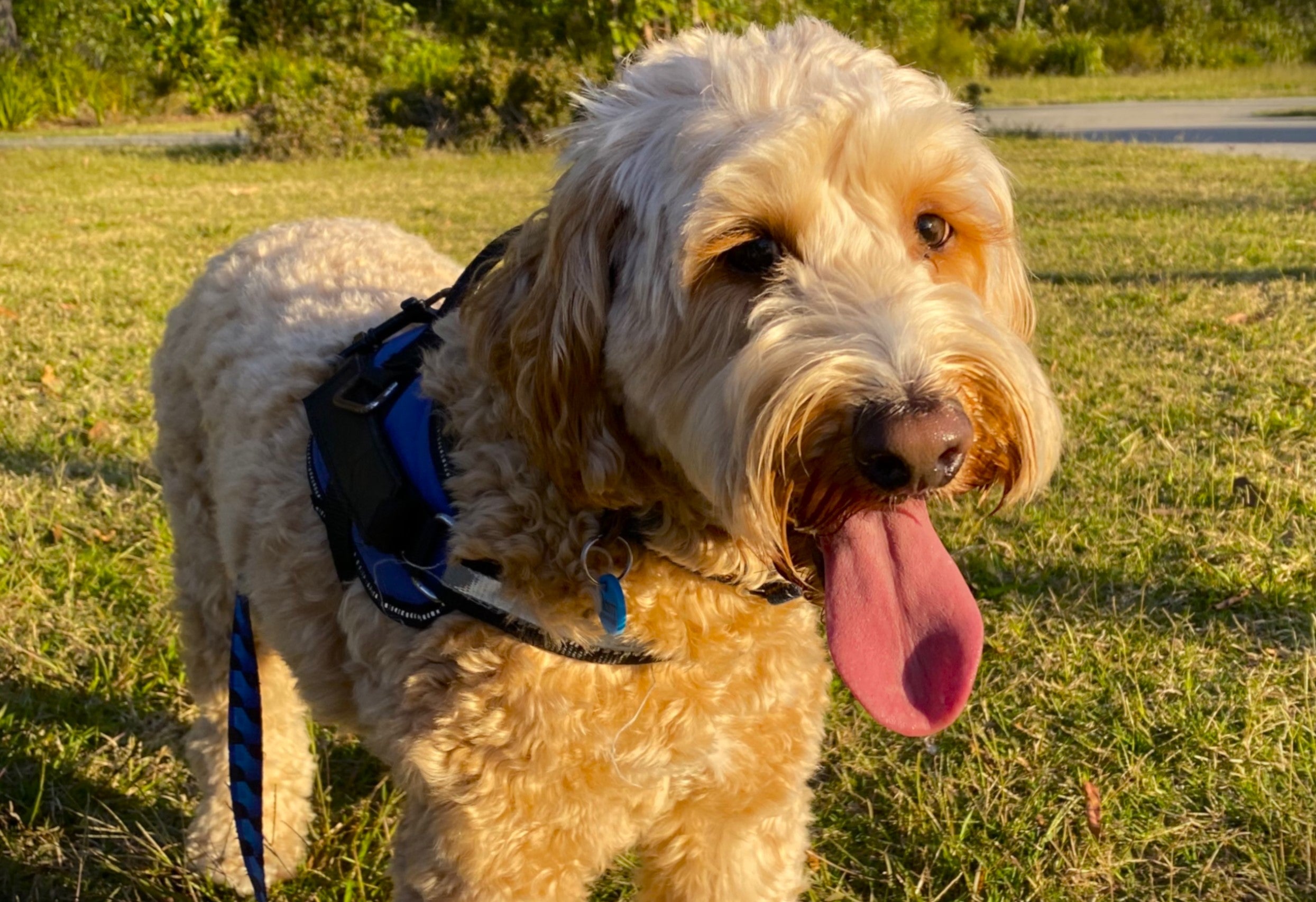 Most popular breed the labradoodle. 
