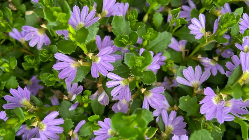 Crenate Fanflower, Scaevola albida