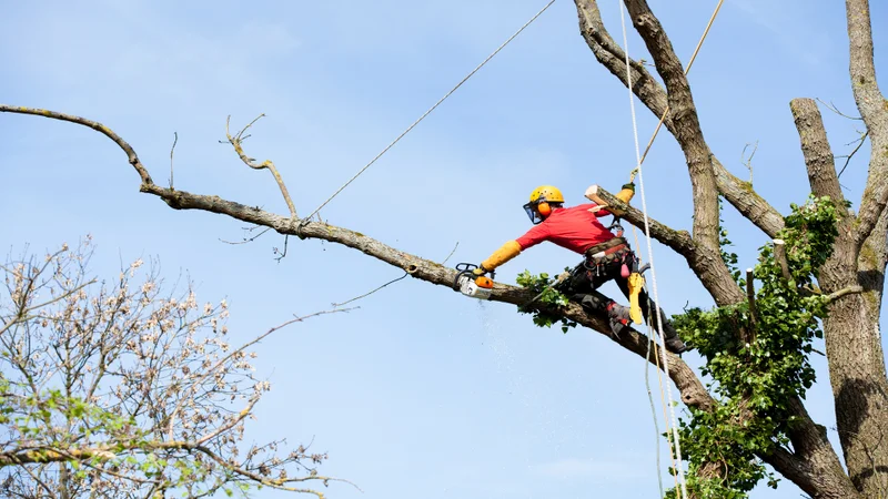 Request for arborist (tree) services