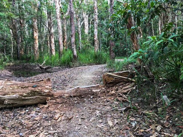 Eumundi Conservation Park trails