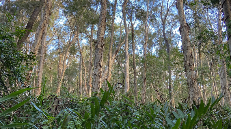 Melaleuca forest