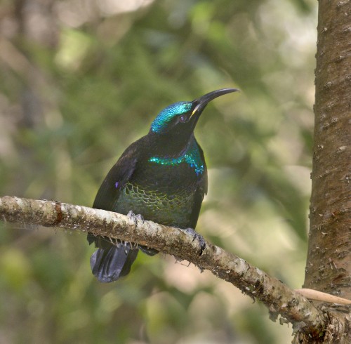 Paradise riflebird