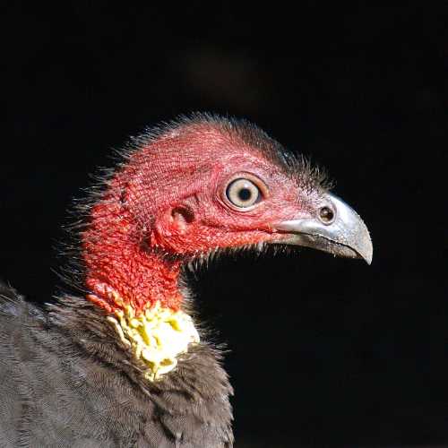 Brush turkey