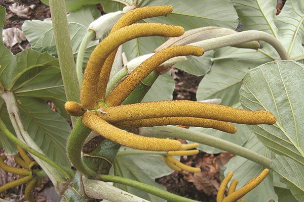 Mexican bean tree seedlings found near Buderim
