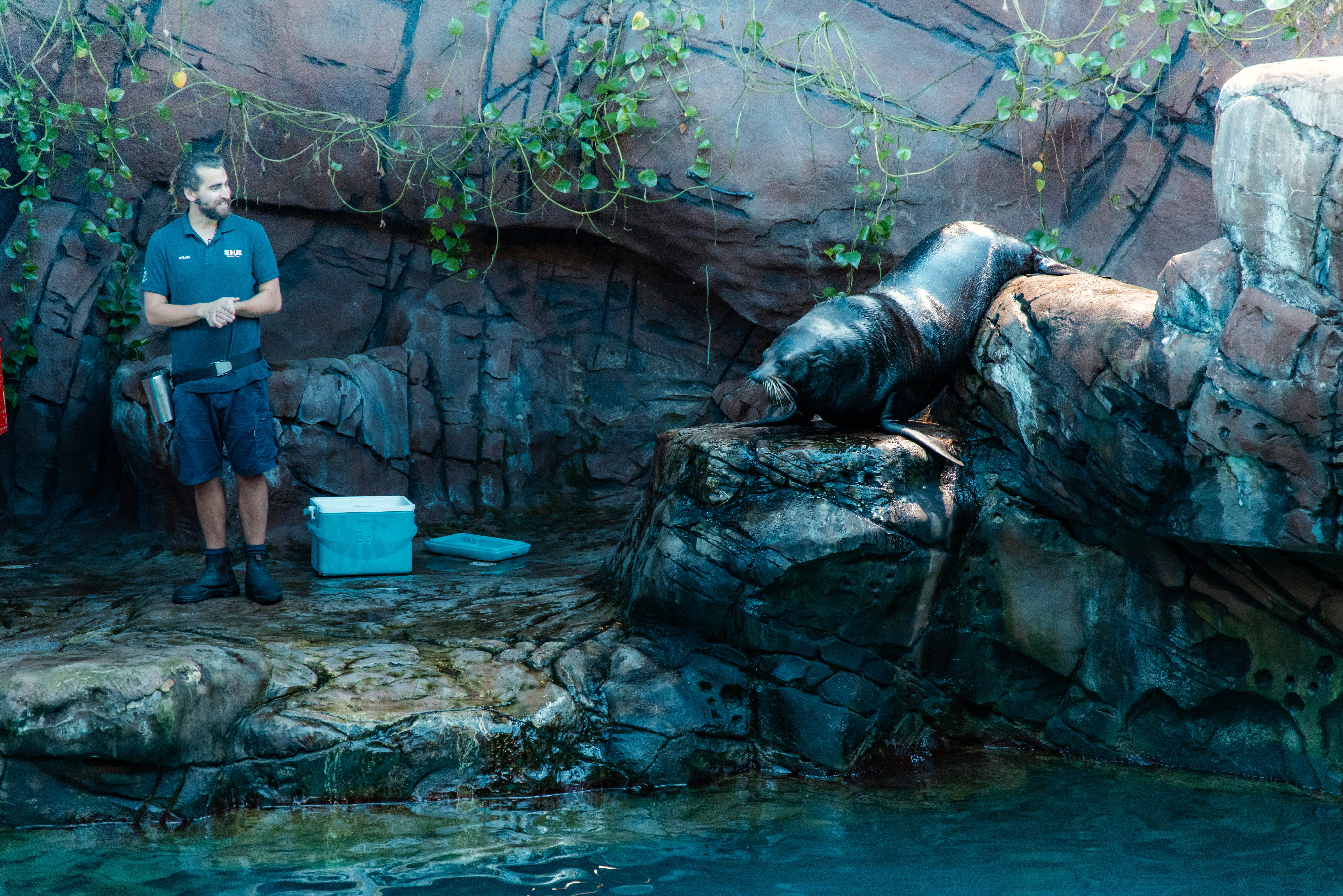 SEALIFE Mooloolaba - a handler on the left and a sea lion up on the rocks on the right