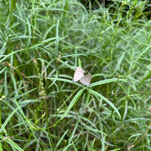 Emu foot butterflies square.png