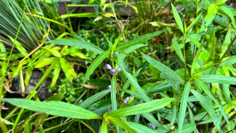 Karamat, Hygrophila angustifolia