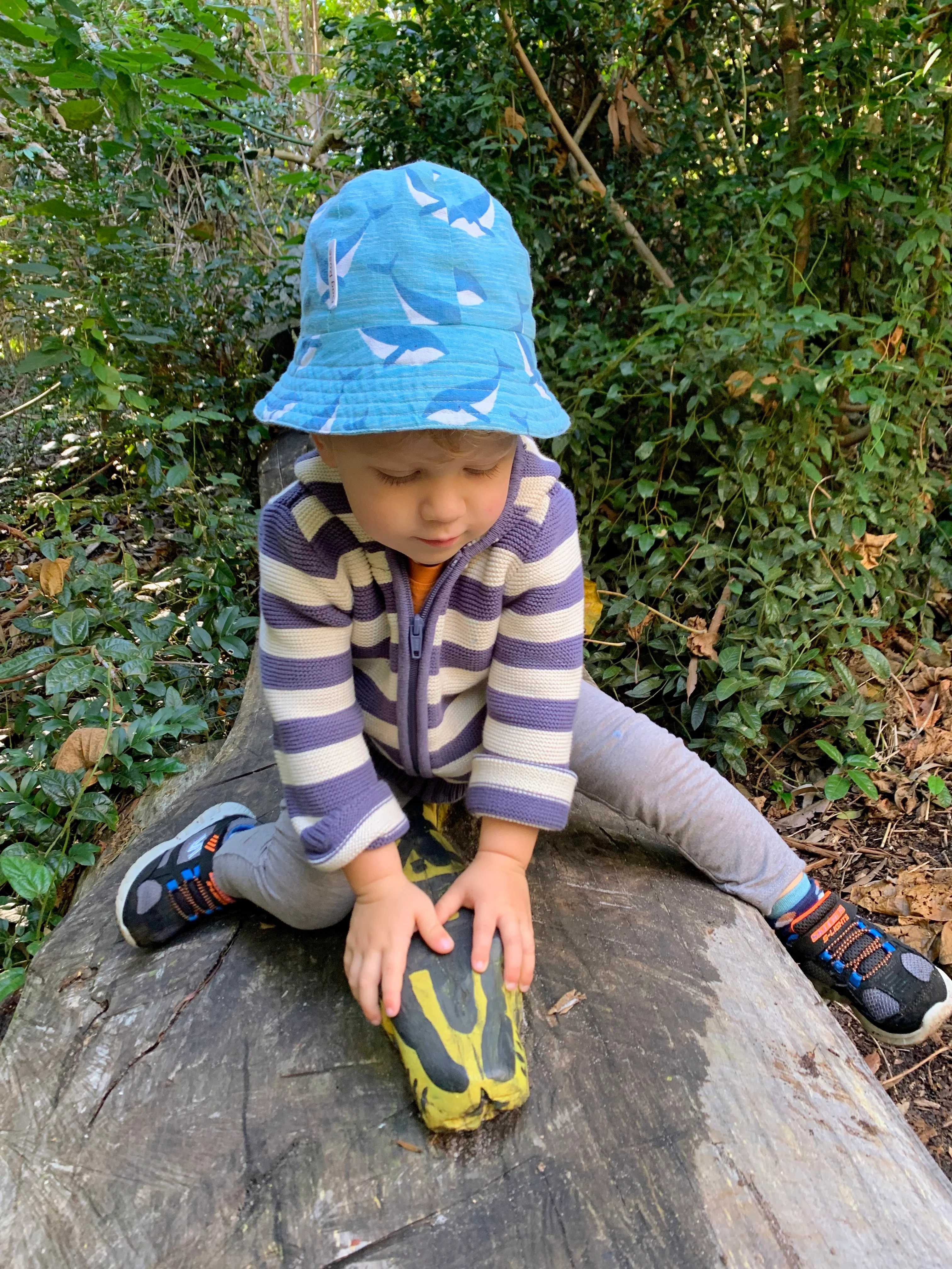 Yaroomba Bushland Park loop 