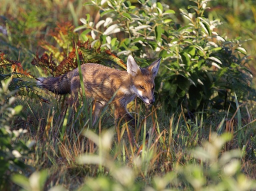 Spotlight on urban wildlife: Foxes