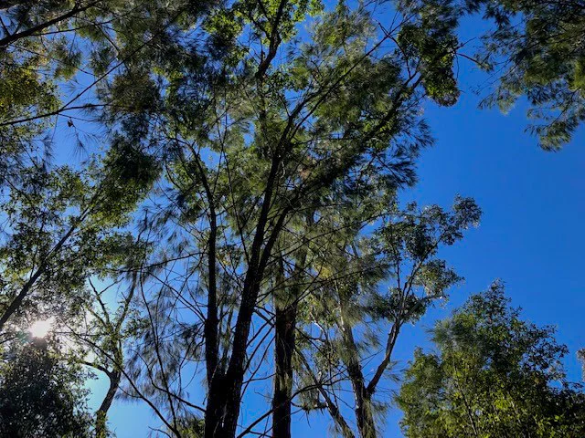 Eumundi Conservation Park trails