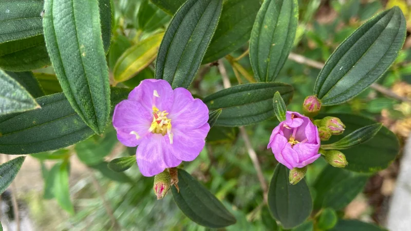 Blue Tongue, Melastoma malabathricum