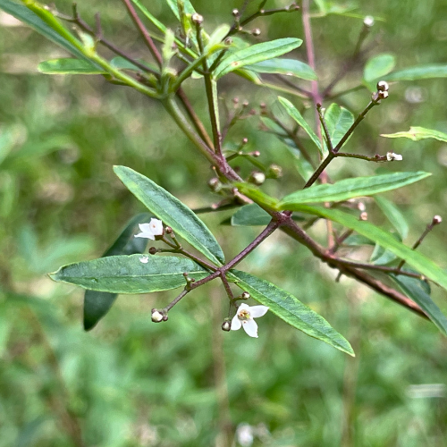 Sandfly Bush Zieria smithii flower square - SR.png