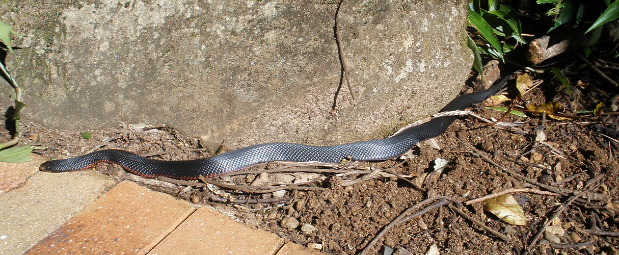 Red-bellied black snake