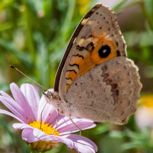 Meadow Argus Rod Edmonds square.png