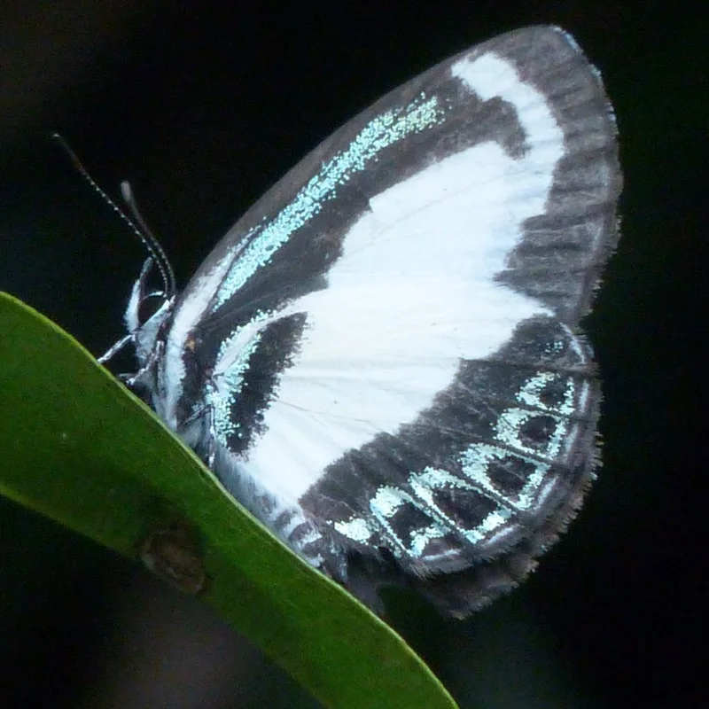 1000 x 1000 Small green banded blue Butterfly - Soap Tree - Peter Scharf.jpg