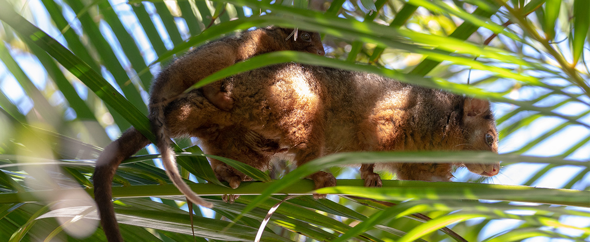 Ringtail possum