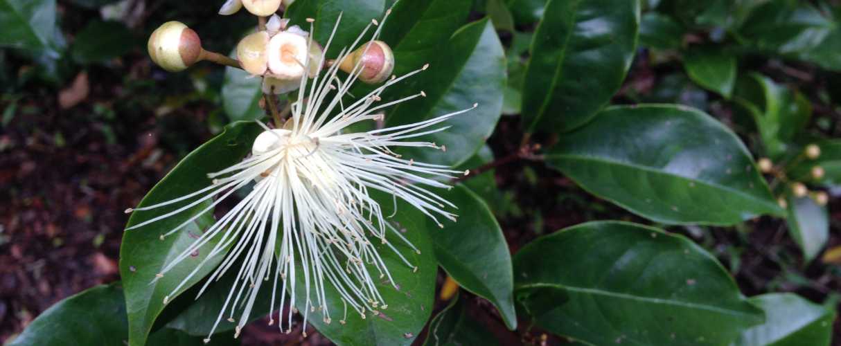 The Precious Threatened Flora of Mary Cairncross 