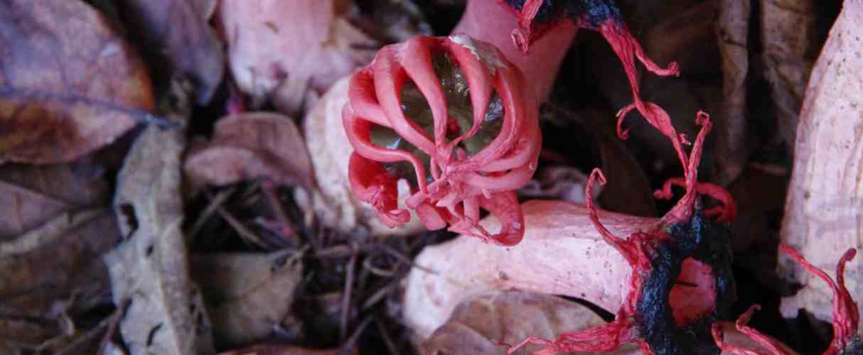 Anenome stinkhorn