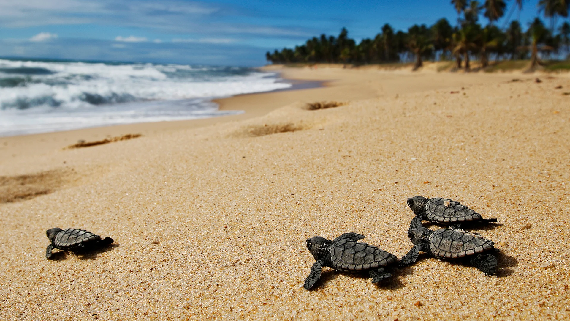 Turtle hatchlings journey to the sea.