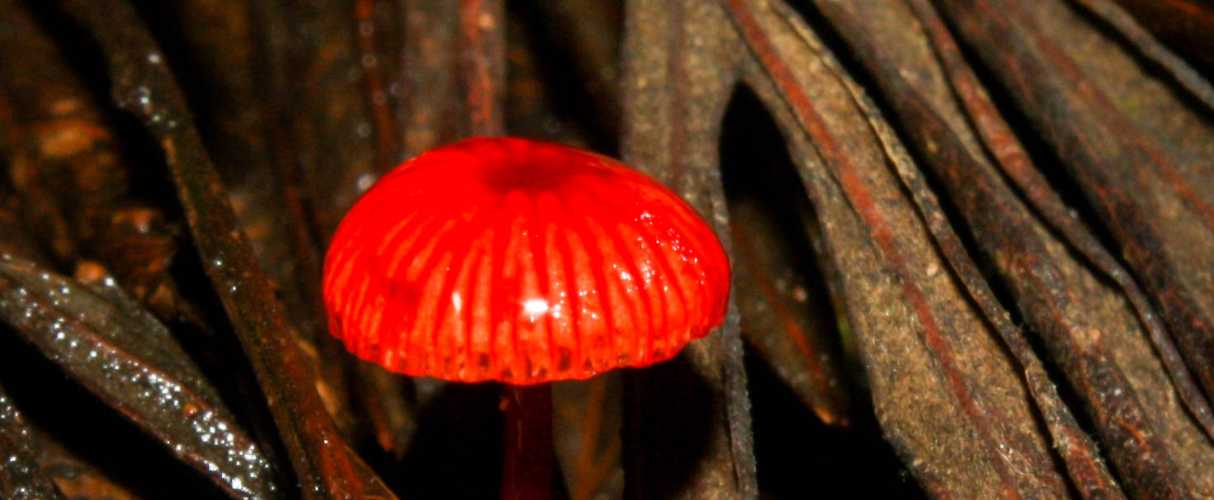 Ruby bonnet