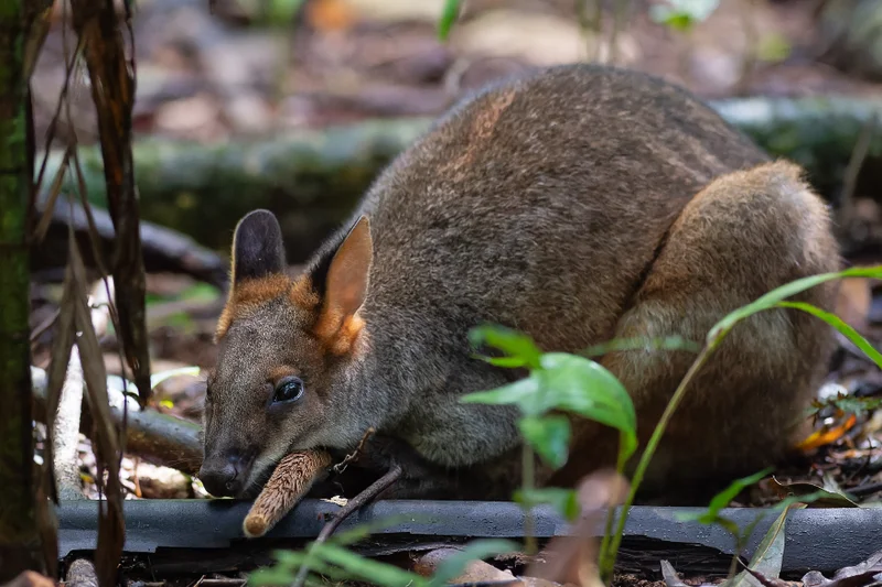 Pademelon resting on the forest floor at Mary Cairncross Scenic Reserve. Robert Gillingham 2024.