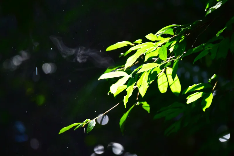 This was taken moments after it had stopped raining. I noticed steam rising off the pathway I was walking on. My first thought was 'the forest is breathing.' I almost didn’t take this shot as I was amazed and stunned at what I was 
witnessing. Carmel Wirth.

