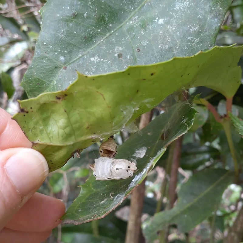 1000 x 1000 Large Leaf Wilkea - Regent Skipper Cysalis RF.jpg