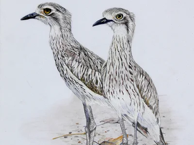 Curlews