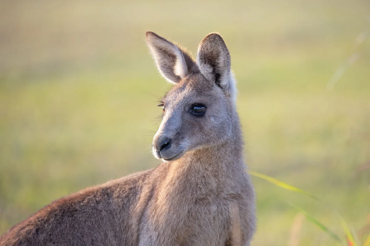 Partnerships key in protecting kangaroos, wallabies and pademelons