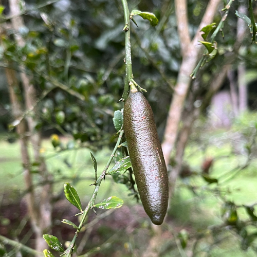 Finger lime fruit square - SR.png