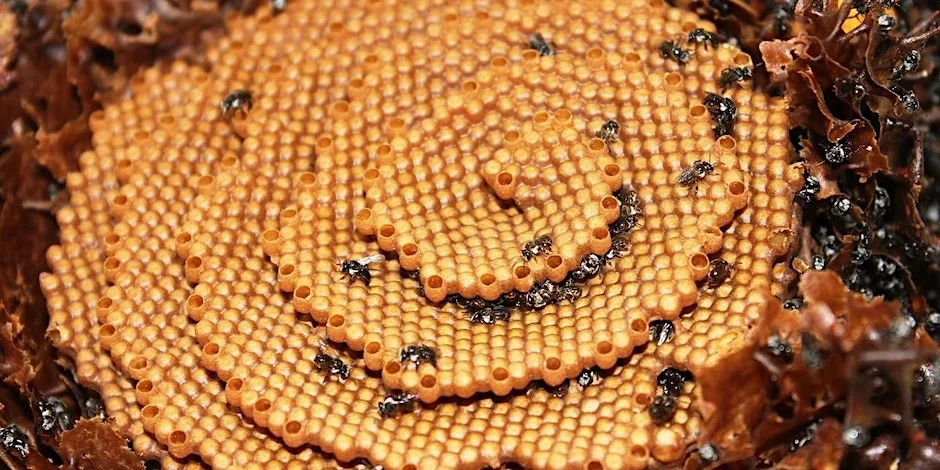 A spiral shaped beehive with native Australian bees.