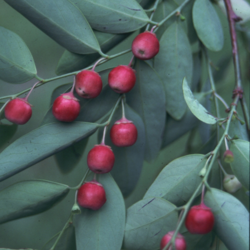 Coffee Bush Breynia oblongifolia square - Glenn Leiper.png