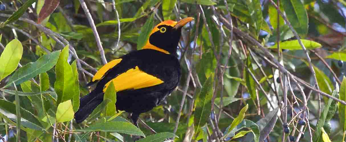 Regent bowerbird