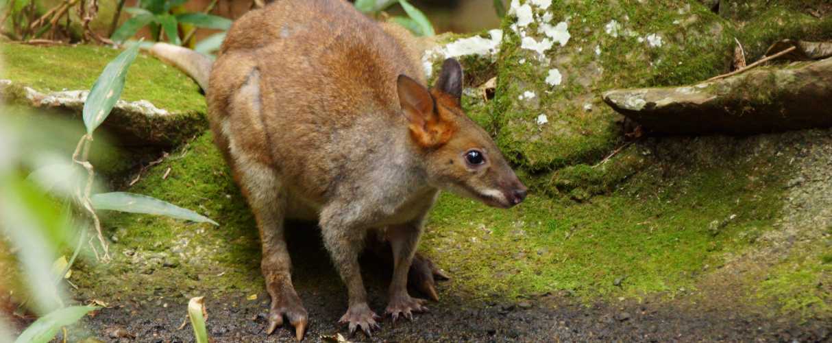 Red-legged pademelon