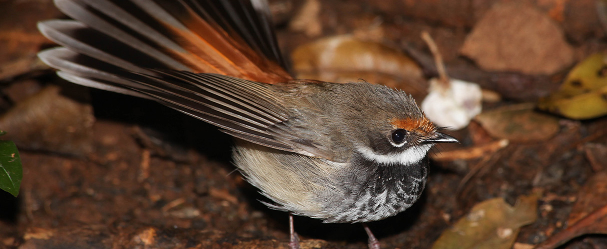 Rufous fantail