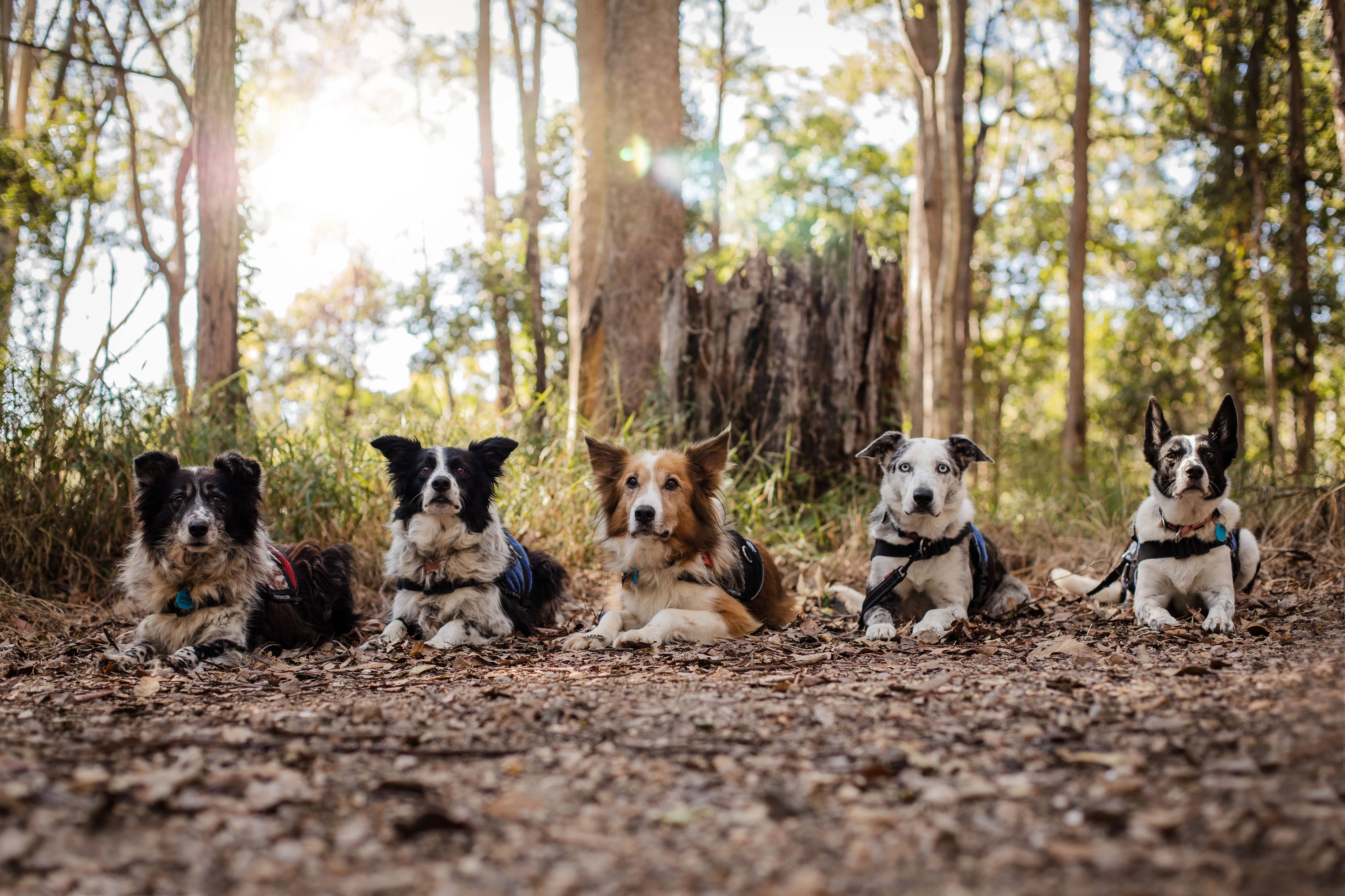 UniSC Detection Dogs for Conservation