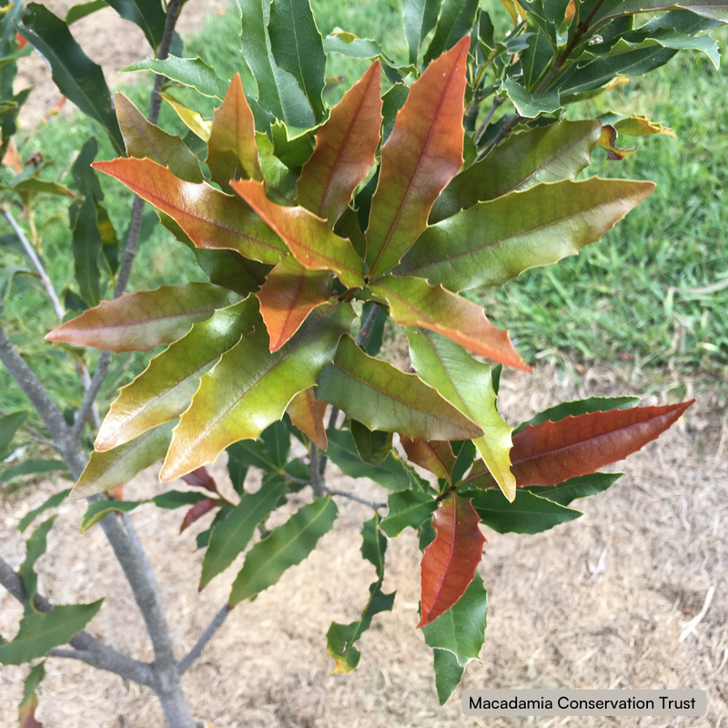 Macadamia ternifolia flush WEB.png