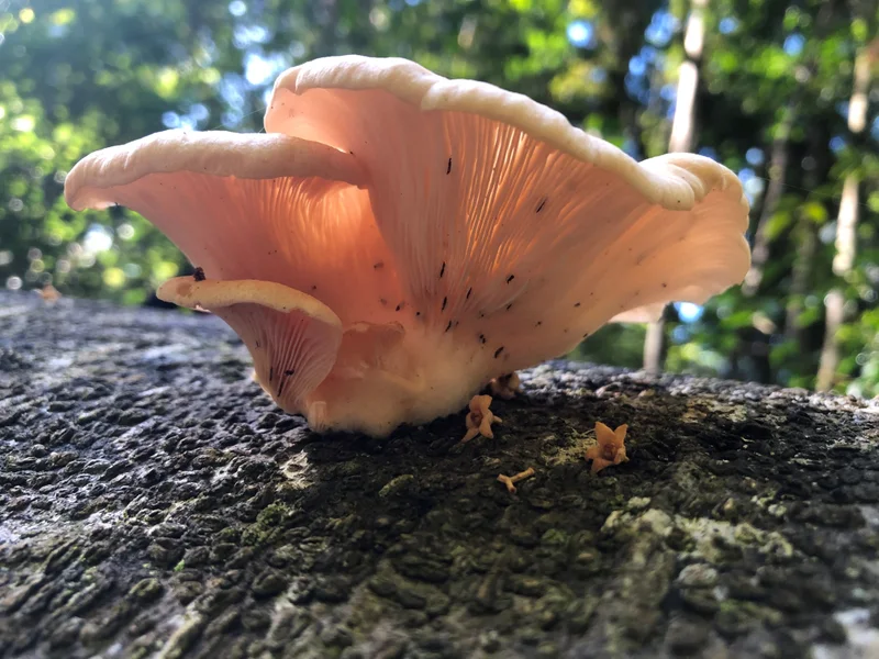 Fungi foray at Mary Cairncross Scenic Reserve 