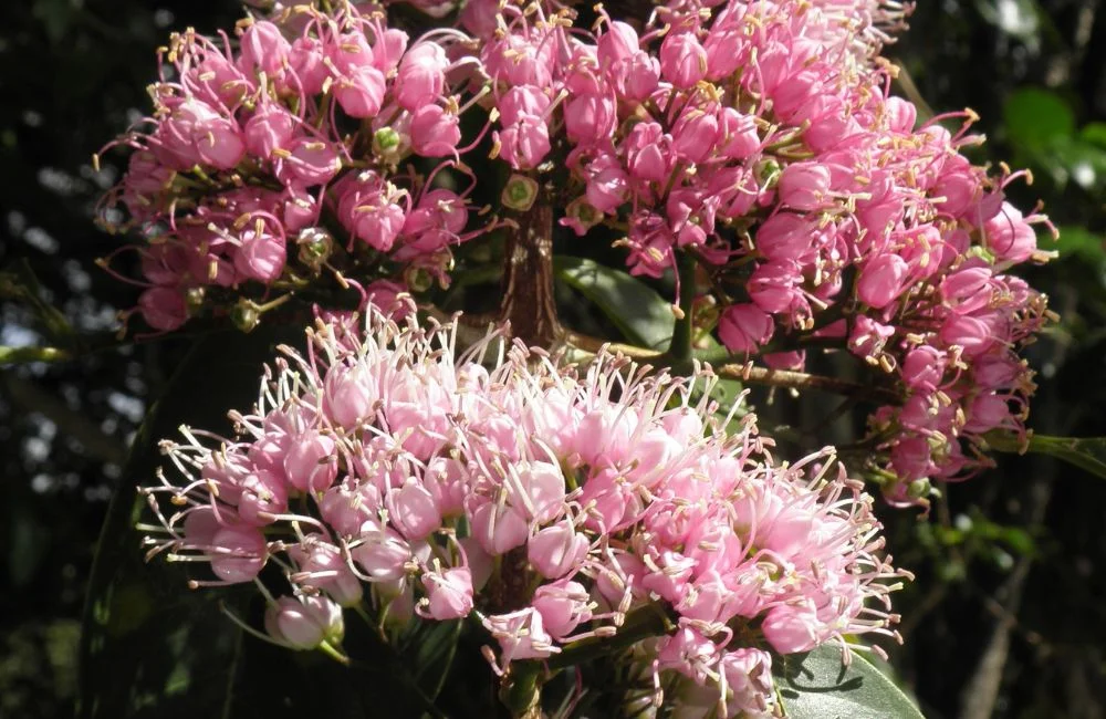 Plan and Plant Your Native Garden