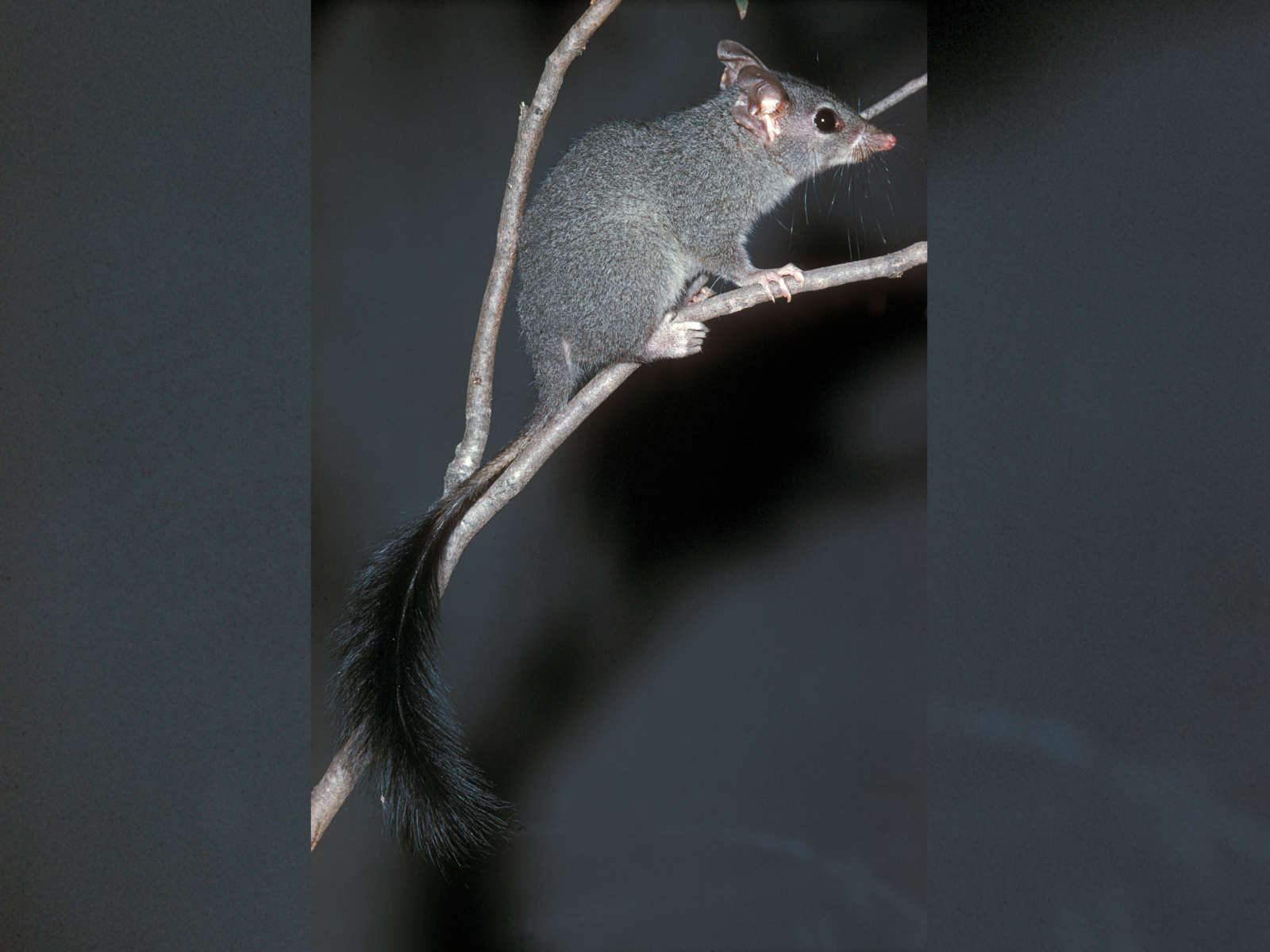 A Brush-tailed Phascogale lying in the branch of a tree. It look soft and has grey fur and a black brush like tail.