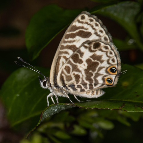 Plumbago blue Rod Edmonds square.png